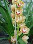 Tinonee-orchids-II 013